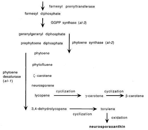 carotenoid biosynthesis