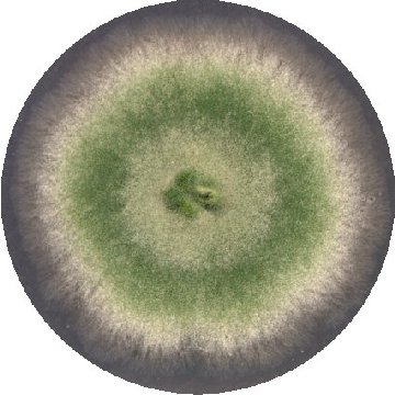http://www.fgsc.net/Aspergillus/img/a42daysmin.jpg