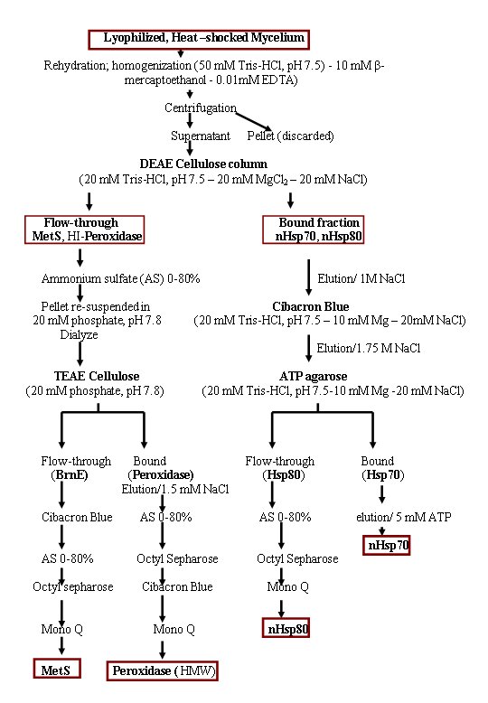 Protein Purification Chart