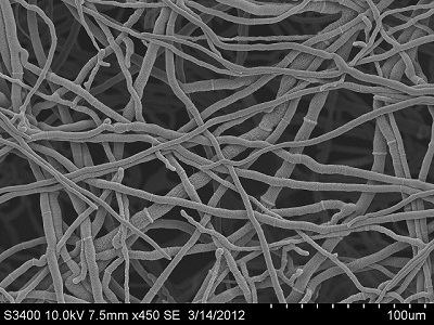 A.niger growing on plate (this is not the sequenced strain)
