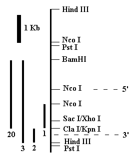 puc19 restriction map