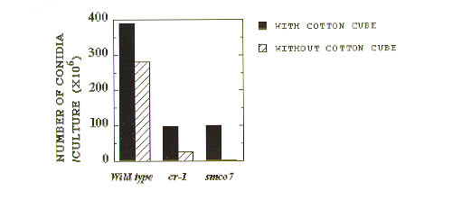 bar graph