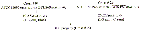 pedigree of progeny