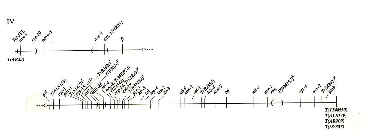 Linkage group IV
