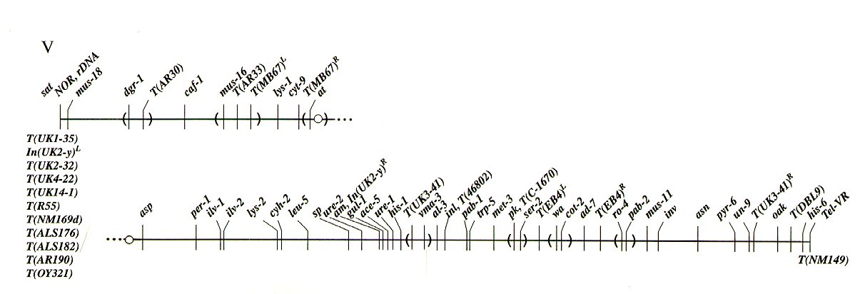 Linkage group V
