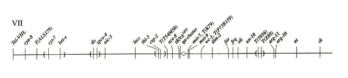Linkage Group VII