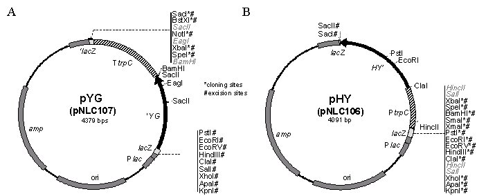 vector map