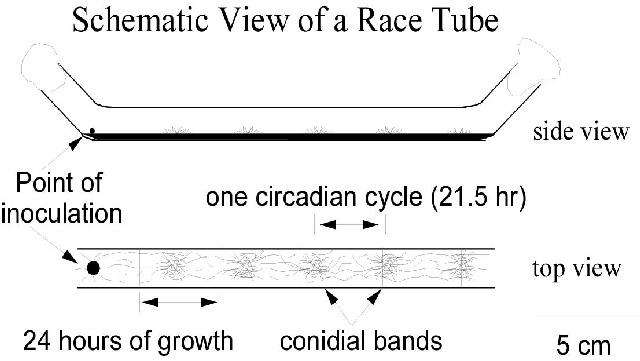racetubeimage